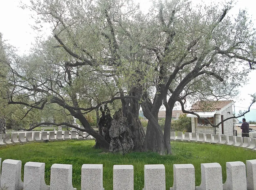 The gnarled ancient trunk of the Old Olive Tree at Mirovica inside its stone enclosure