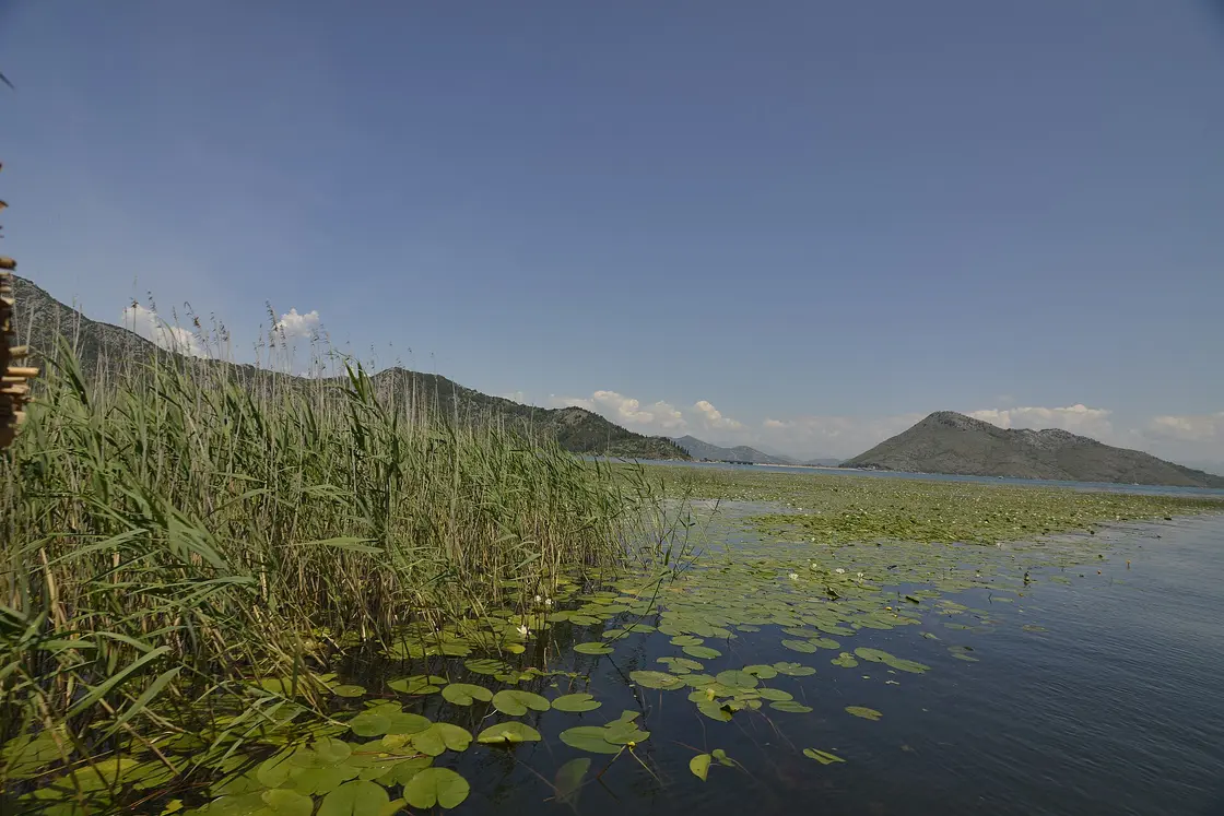 Wide view of Lake Skadar with reed beds and mountains on the horizon