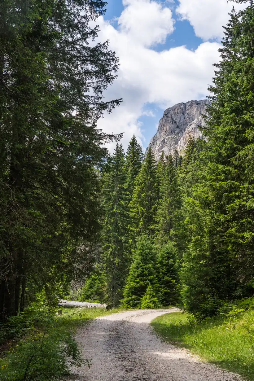 A gravel road through pine forest leading toward a rocky peak in Durmitor National Park