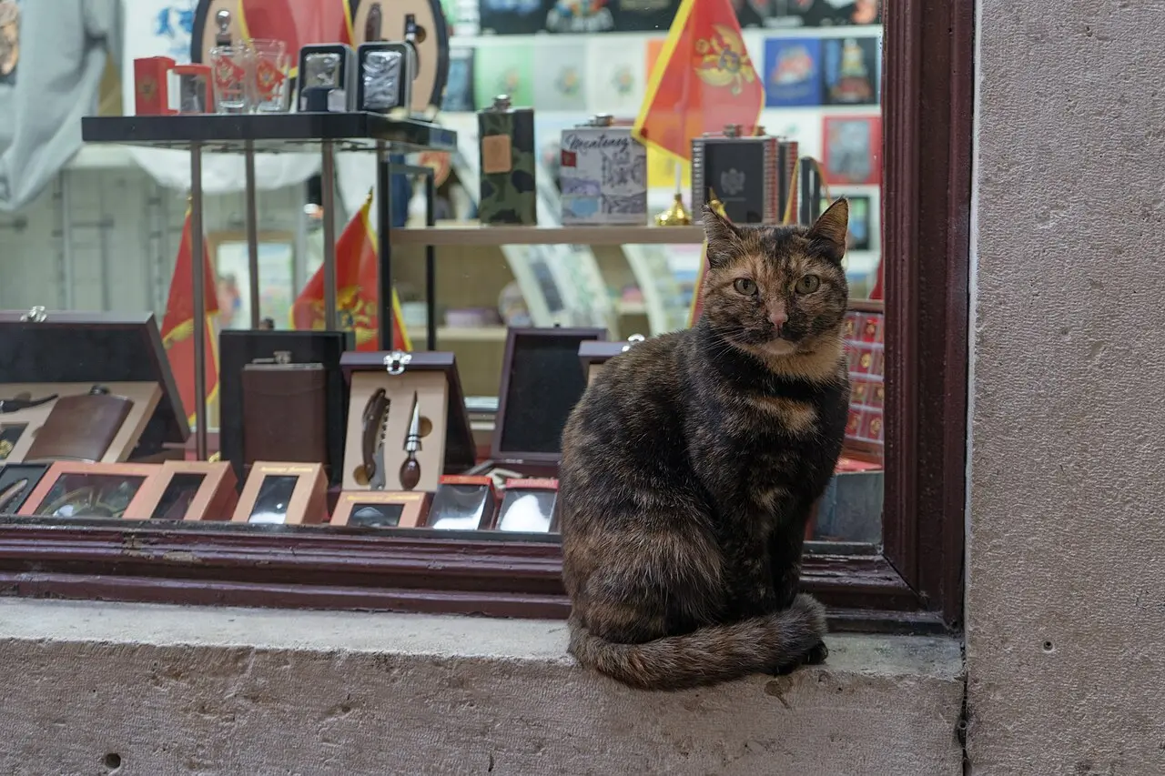 A tortoiseshell cat sitting in a Kotor souvenir-shop window with Montenegro flags behind it