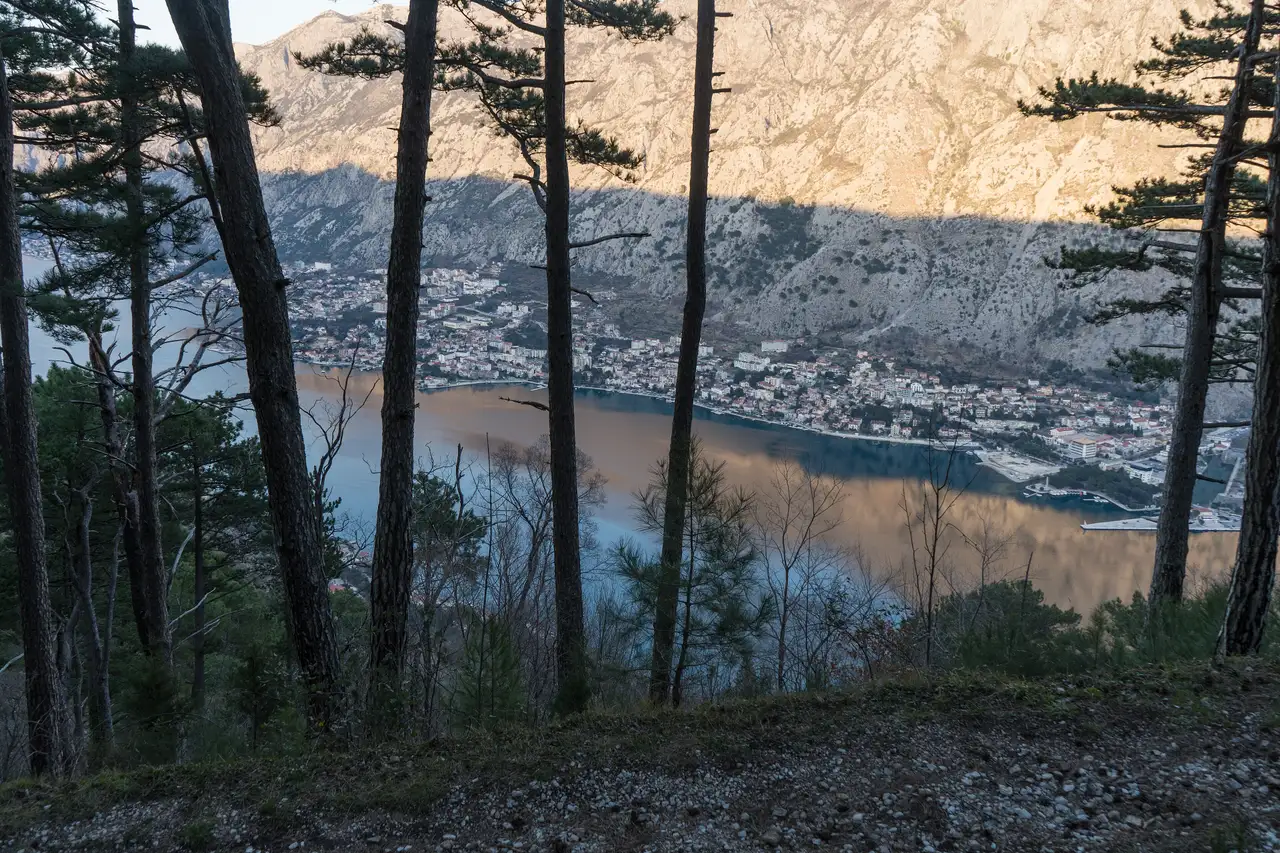 View down through bare pine trees onto the Bay of Kotor and the town of Dobrota from the Vrmac trail on a February afternoon