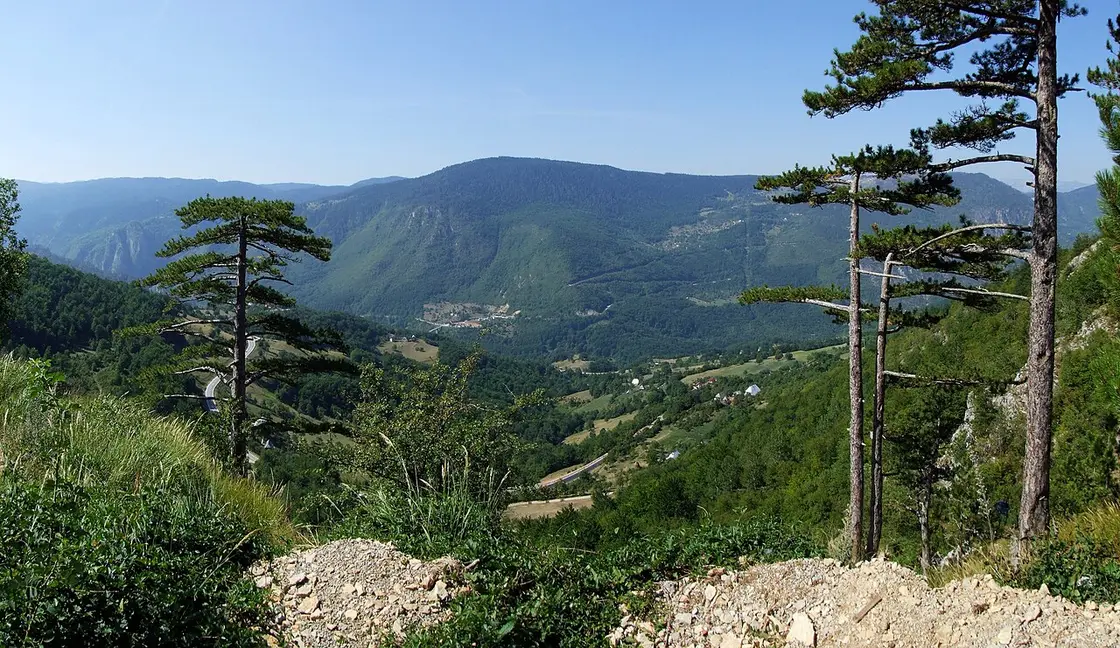 The Tara River canyon in Durmitor, a deep gorge with forested cliffs