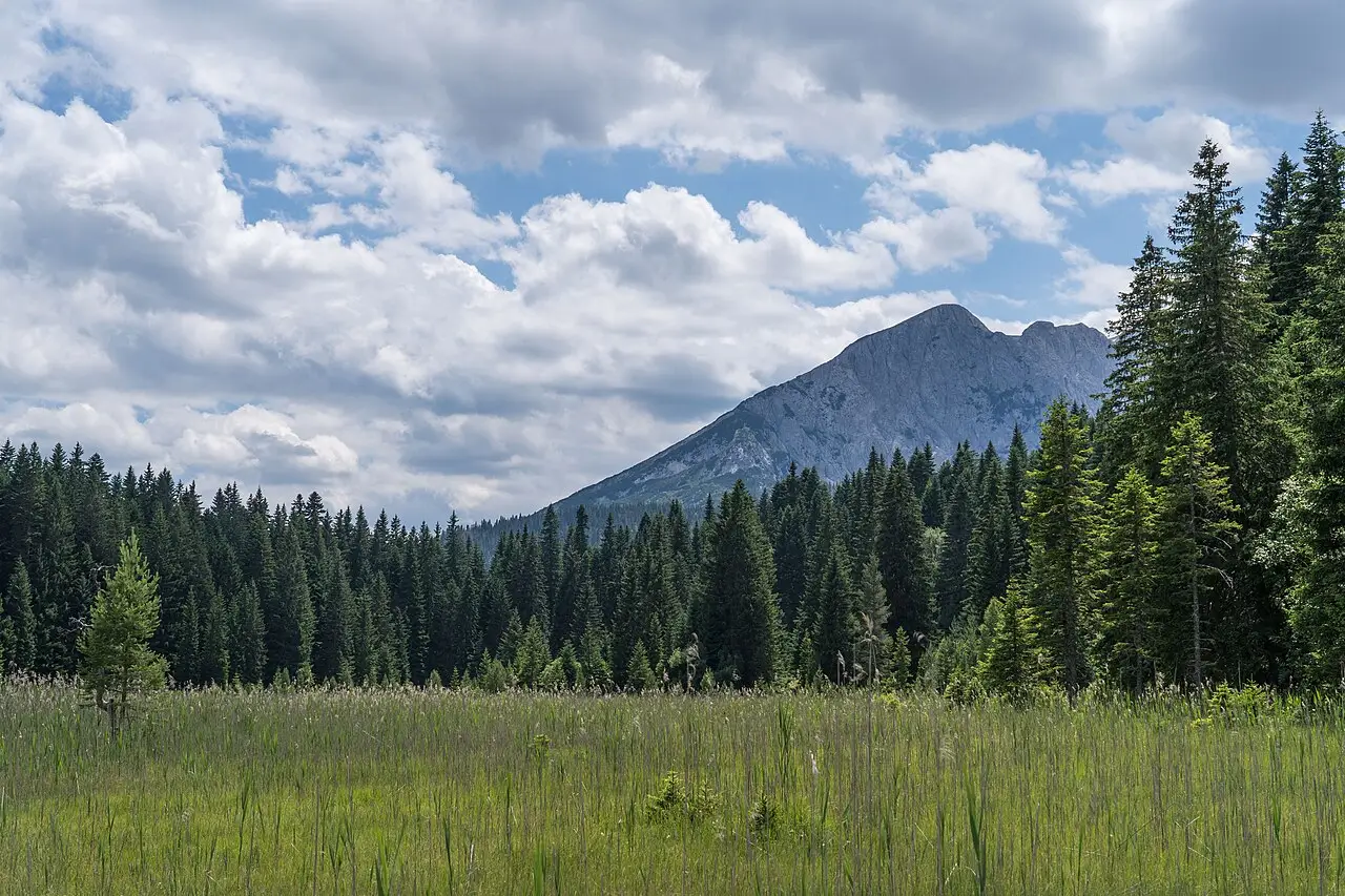 A green summer meadow and spruce forest below a grey limestone peak in Durmitor National Park, northern Montenegro
