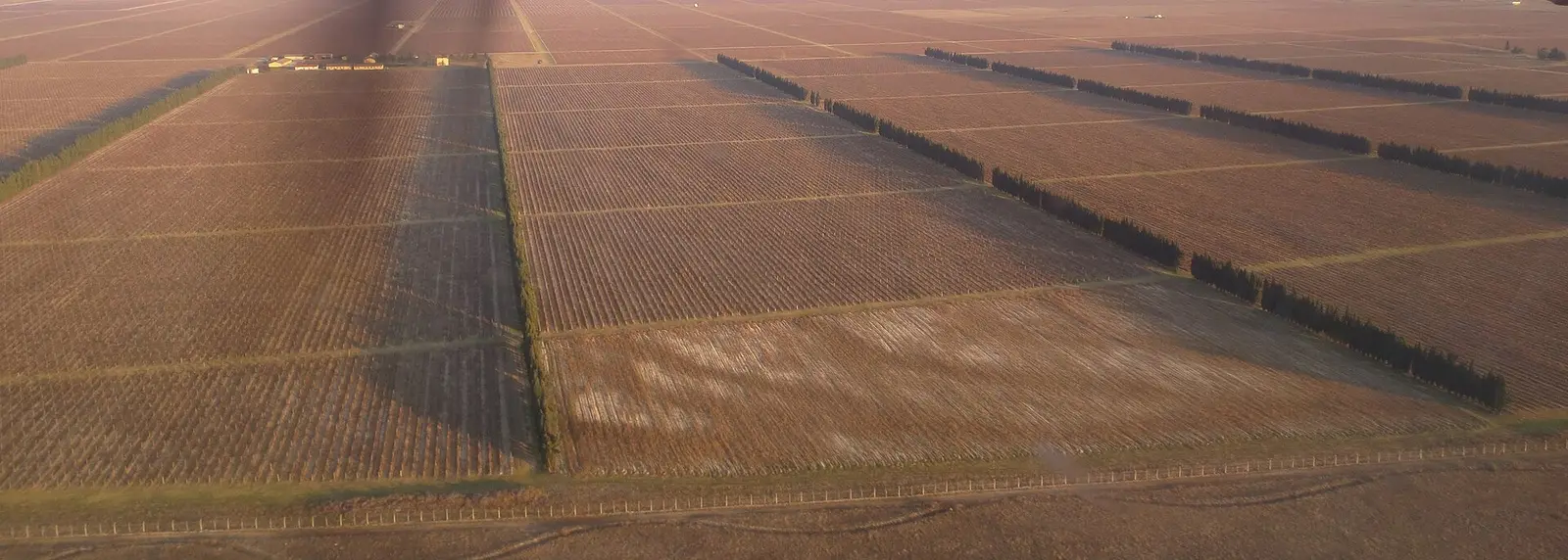 Rows of vines stretching across the flat Ćemovsko polje plain near Podgorica, seen from the air