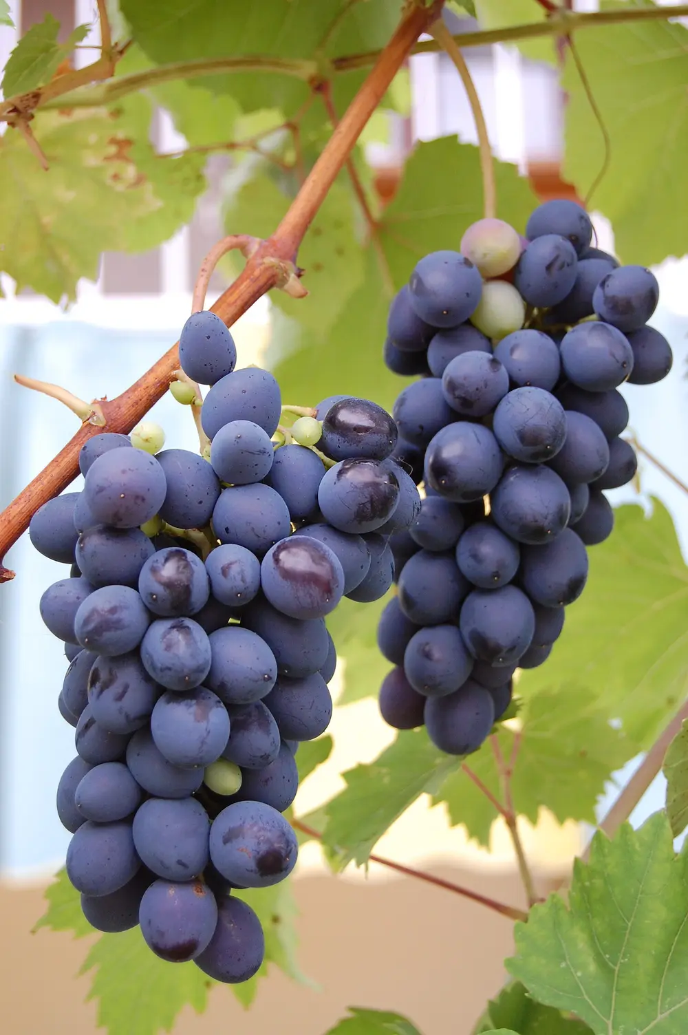 Two heavy bunches of dark ripe grapes hanging on a vine with green leaves in Montenegro