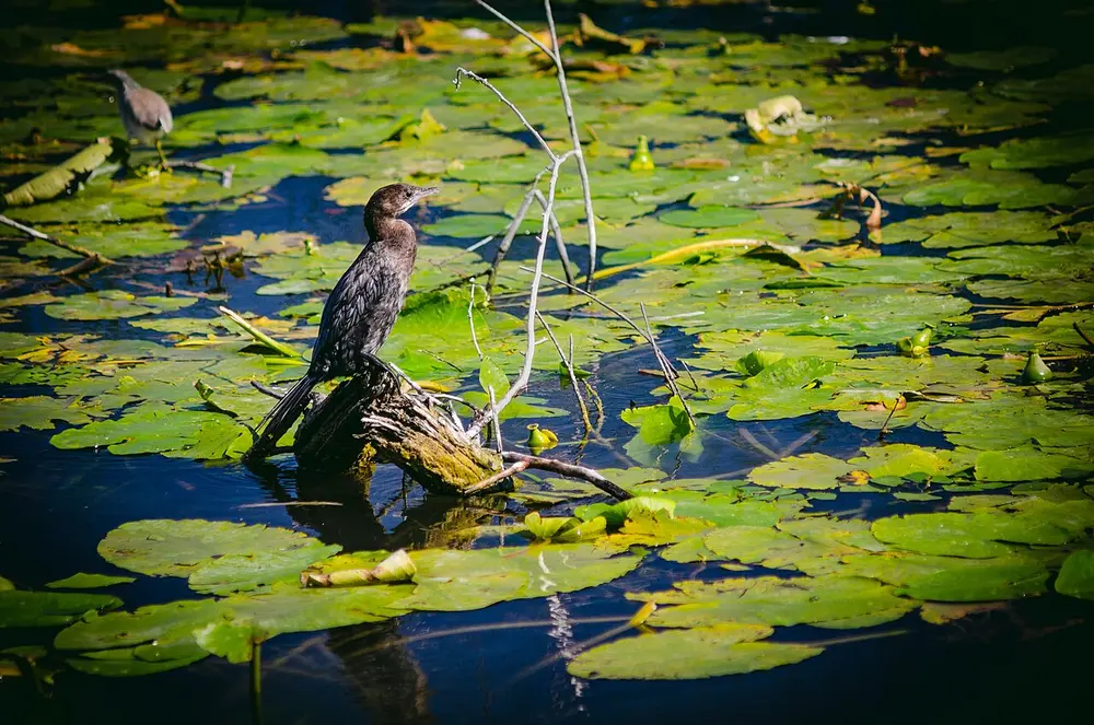 A pygmy cormorant perched on a branch among water lilies near Rijeka Crnojevića