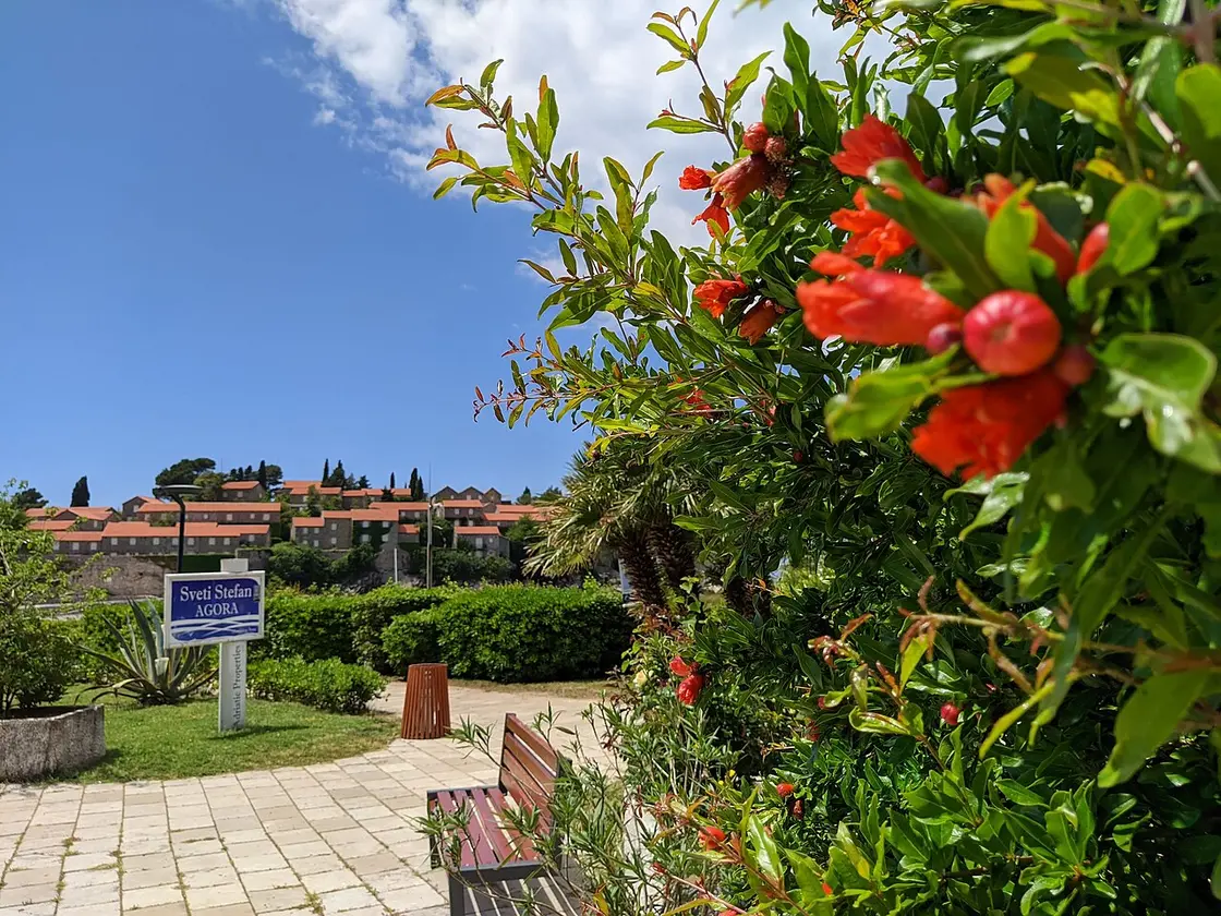 Flowering pomegranate and the mainland gardens with the Sveti Stefan island cottages behind