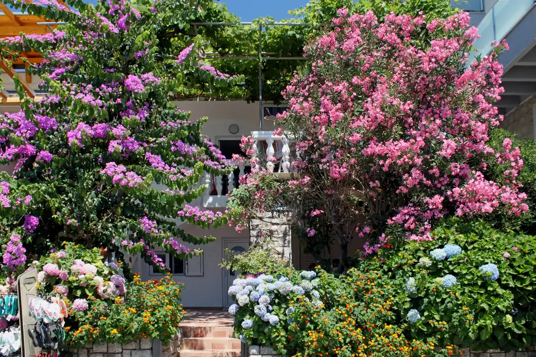 A guesthouse balcony in Rafailovići framed by bougainvillea, oleander and hydrangeas in full flower