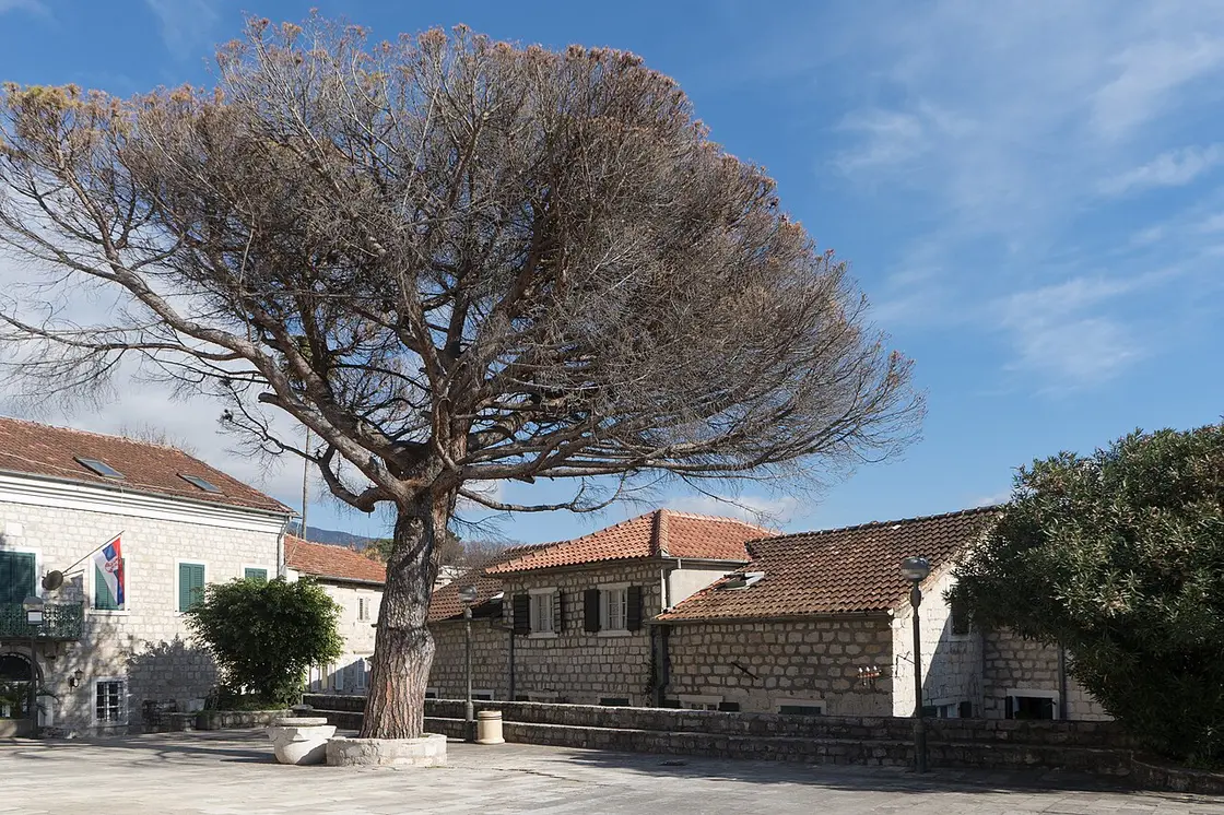 A stone square in Herceg Novi Old Town with a large pine tree, stone houses and a flag