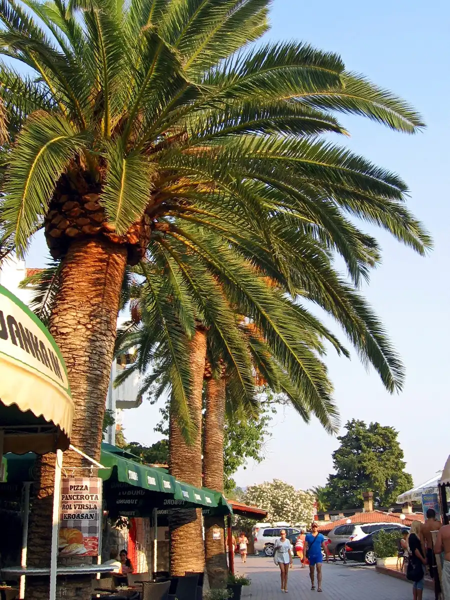 Palm trees along the Pet Danica promenade in Herceg Novi at sunset with small boats moored in the marina
