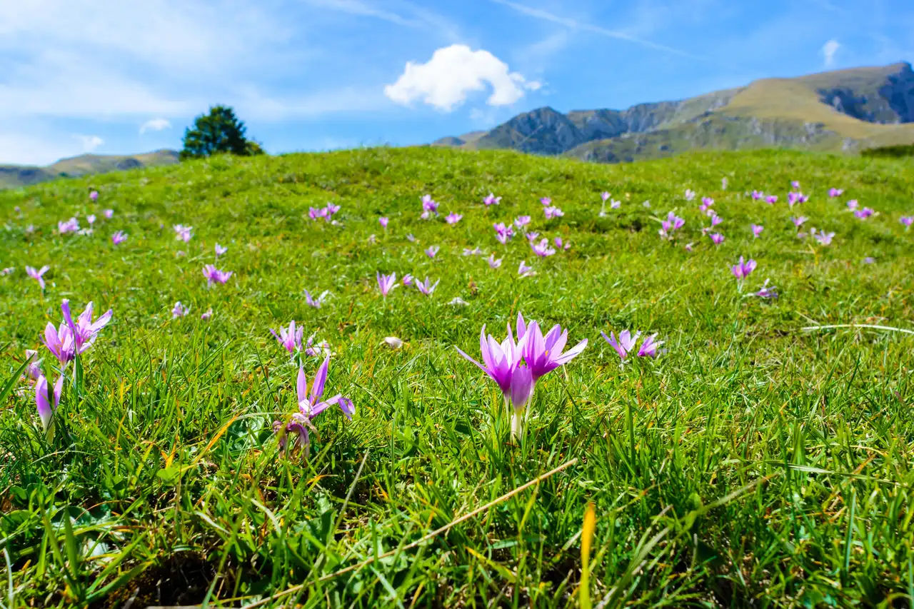 Purple autumn crocus flowering across a green alpine meadow near Žabljak