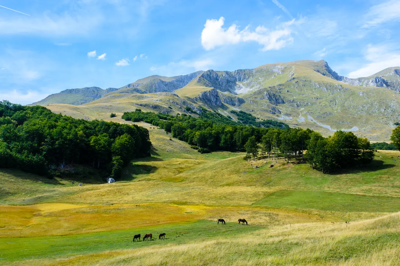 Five horses grazing a green-and-gold highland meadow below the long grey ridge of Durmitor near Žabljak