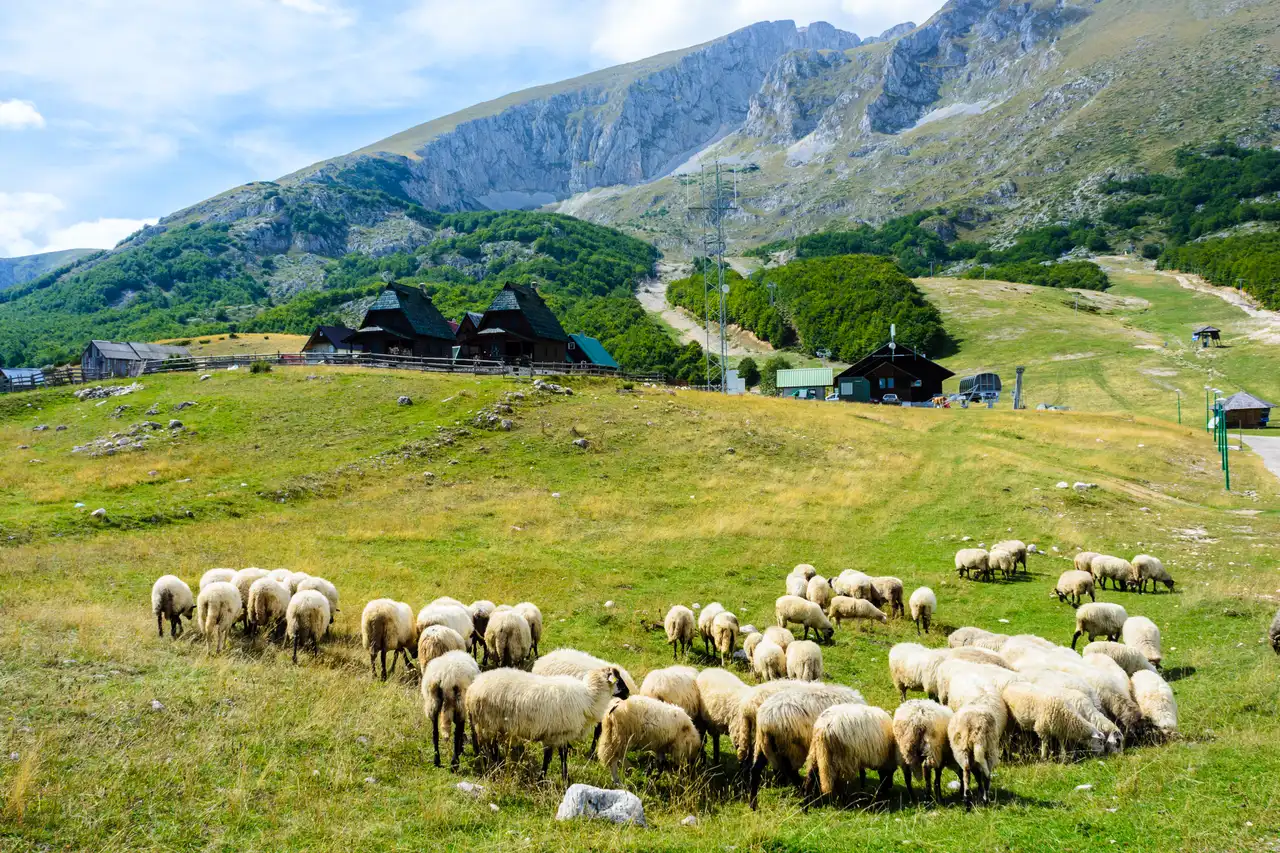 Wooden huts and a chairlift station on a green ski slope below Savin Kuk in summer, sheep grazing in the foreground